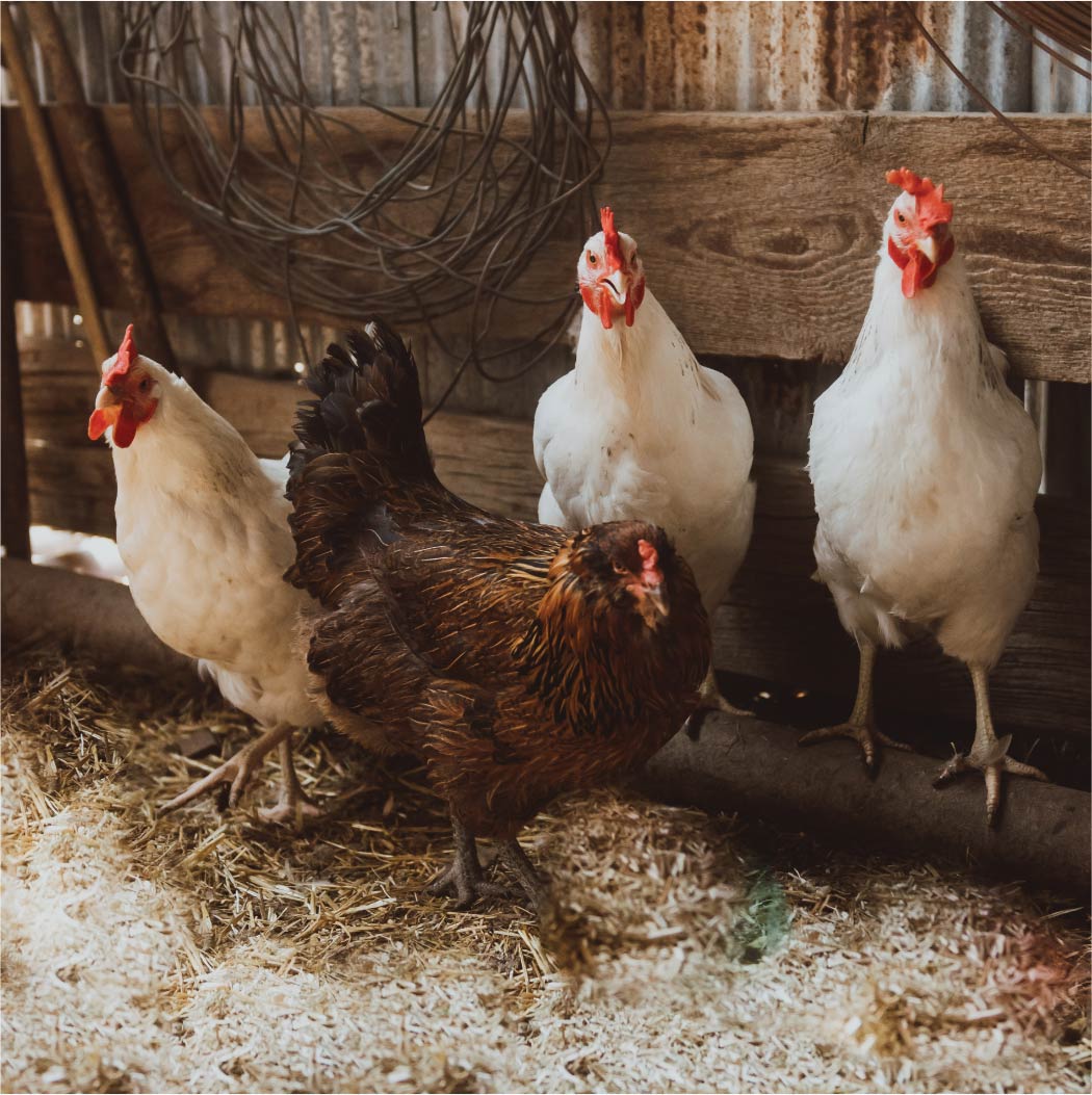 Four standing hens in the coop.
