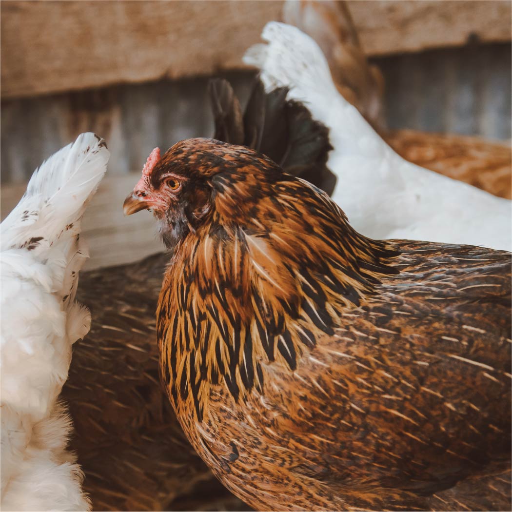 A Golden Wyandotte Hen.