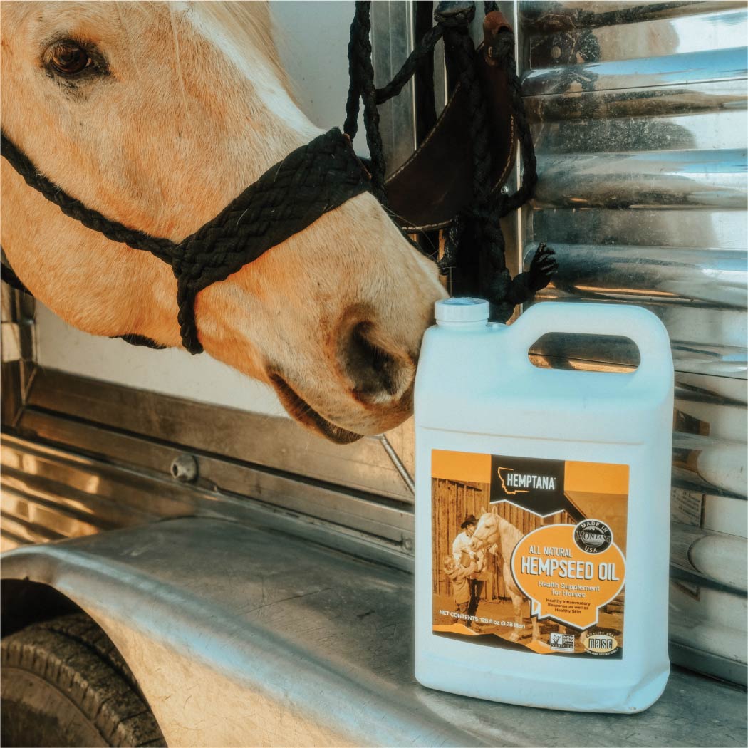 A horse smelling a 128 fl oz jug of Hemptana All-Natural Hempseed Oil.
