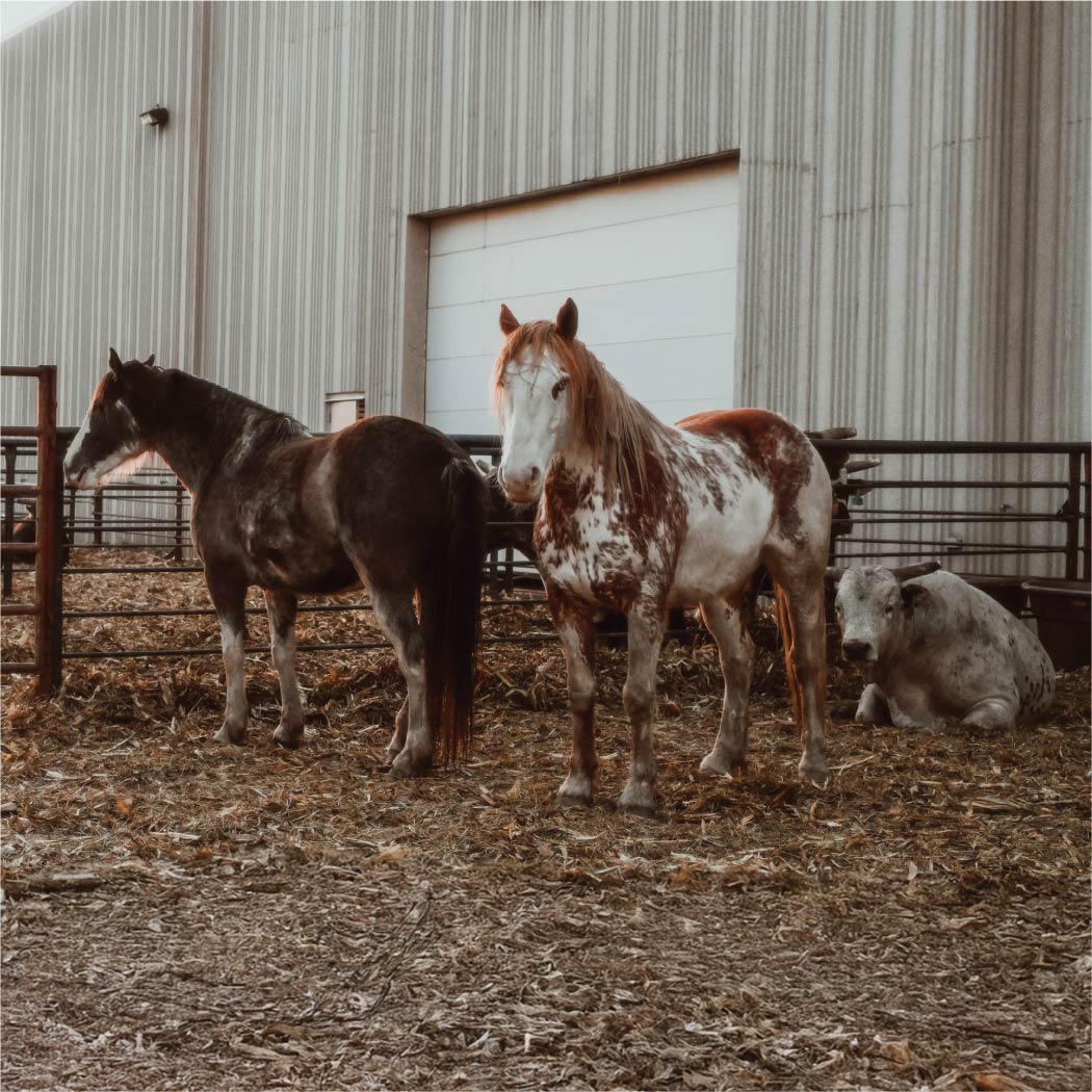 Two standing horses and a laying bull in a corral.
