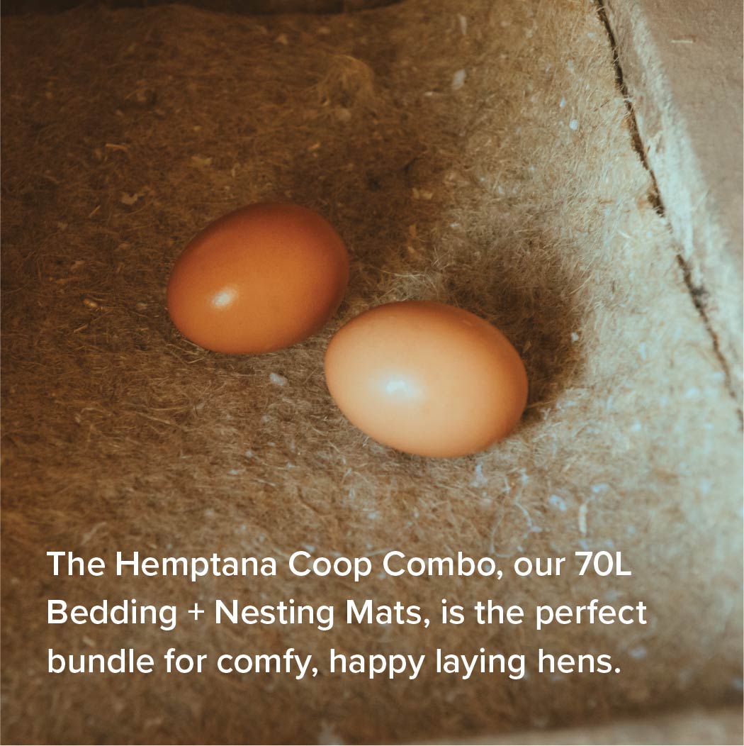 Two farm-fresh eggs on Hemptana Bedding and Hemp Fiber Nesting Mat combination.