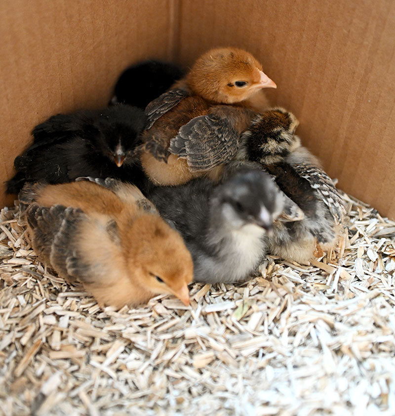 Essential Chick Needs for a Healthy Start – Hemptana
