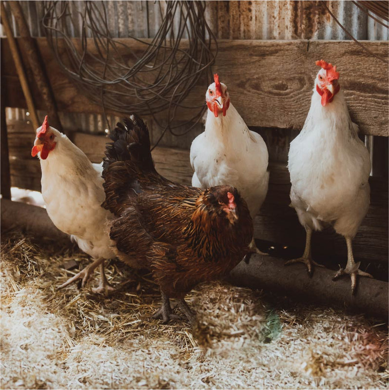 Breathe Cleaner with Hemptana Hemp Bedding: Natural Odor Control for Healthier Animal Spaces