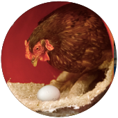 Poultry_hemp_mat